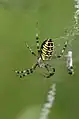 Wespenspinne(Argiope bruennichi)