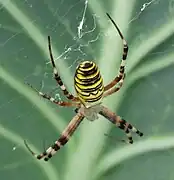 Wespenspinne (Argiope bruennichi)