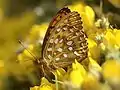 Großer Perlmuttfalter (Argynnis aglaja) alias (Mesoacidalia aglaja)
