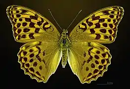 Dorsalansicht ♀