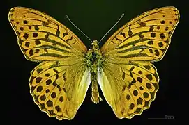 Dorsalansicht ♂