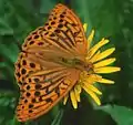 Argynnis paphia am Hiuchiyama