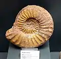 Arietites obtusus aus Bündheim (Bad Harzburg)