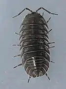 Armadillidium nasatum