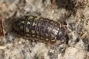 Armadillidium versicolor
