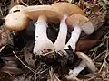 Fleischfarbener HallimaschArmillaria gallica