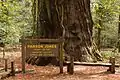 „Parson Jones“ ist mit einer Höhe von über 94 Metern der größte Baum des Bestandes