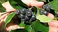 Apfelbeeren - Sachsen