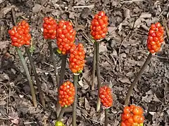 Aronstab (Arum maculatum)