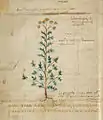 Pseudo-Apuleius Leiden 6. Jh. Herba artemisia leptofillos
