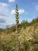 Artemisia pancicii