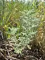 Der Pontisch-Wermut (Artemisia pontica) wächst gerne über Löss und ist in Österreich gefährdet.