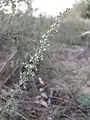 Der Fremde Österreich-Wermut (Artemisia repens, Artemisia austriaca var. advena) ist in Österreich nur vom Verschiebebahnhof Breitenlee bekannt.