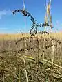 Form mit nickenden Köpfchen