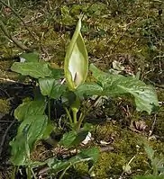 Eine Blume aus vielen Blüten beim gefleckten Aronstab. Ein Hochblatt bildet die Kesselfalle.