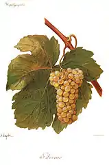 Arvine