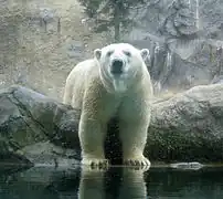Eisbär