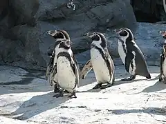 Humboldt-Pinguine