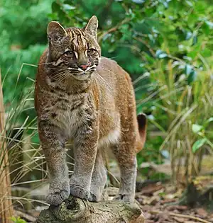 Asiatische Goldkatze
