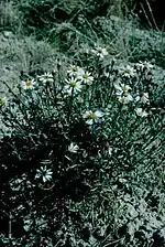 Aster sorrentinii