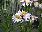 See-Aster