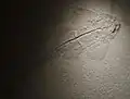 Knorpelfisch Rajiformes Asterodermus pseudorhina