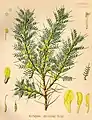 Abbildung von Astragalus adscendens in Köhler's Medizinal-Pflanzen 1887