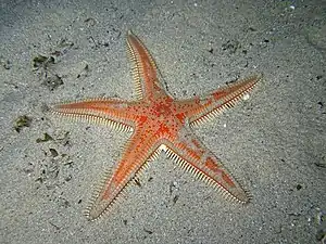 Astropecten aranciacus
