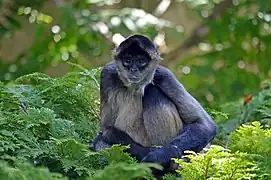 Geoffroy-Klammeraffe