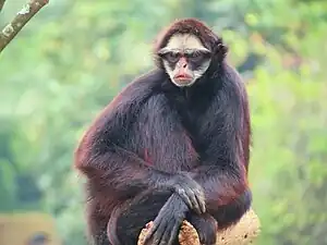 Weißwangenklammeraffe (Ateles marginatus)