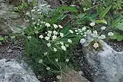 Alpen-Augenwurz (Blätter und Samen; Stängel als Gemüse)