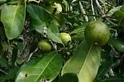 Gelbe Mangostane