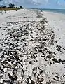 Atrinamuscheln markieren den Spülsaum auf Sanibel Island, Florida