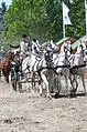5 Shagya-Araber in einer traditionellen ungarischen 5-Spännigen Anspannung vor der Kutsche