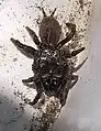 Atypus muralis in Albeins gefunden