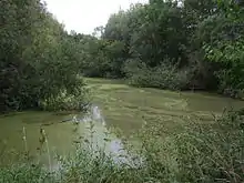 Rückstaubecken im Ökologisch-Botanischen Garten