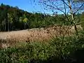 Plonnermoos bei Neuhochstadt