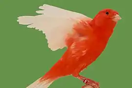 Aufgehellt Rot Weißflügel intensiv