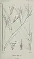 Aulonemia quecko illustriert von Alfred Riocreux (1820–1912)