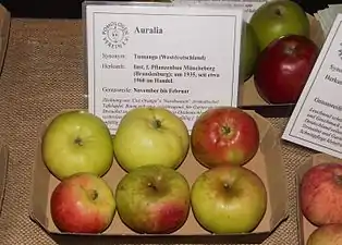 Auralia