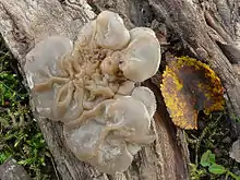 Gezonter OhrlappenpilzAuricularia mesenterica