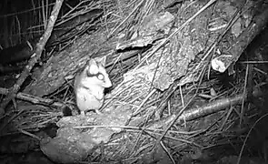 In einigen der Erd- und Holzhaufen leben die nachtaktiven seltenen Gartenschläfer