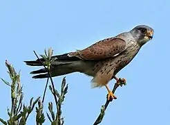 Turmfalken und andere Greifvögel jagen auf der Fläche