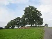 Heisebäumchen (409,5 m ü. NN) bei Dachsenhausen im Taunus