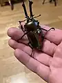 Australischer Prachthirschkäfer
