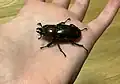 Australischer Prachthirschkäfer-Weibchen