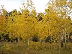 Herbst im Schutzgebiet