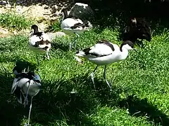 Säbelschnäbler