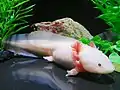 Axolotl (Ambystoma mexicanum)