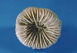 Axosmilia, Sl. Benz